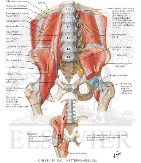 The Iliopsoas MusclePsoas and Iliacus Muscles