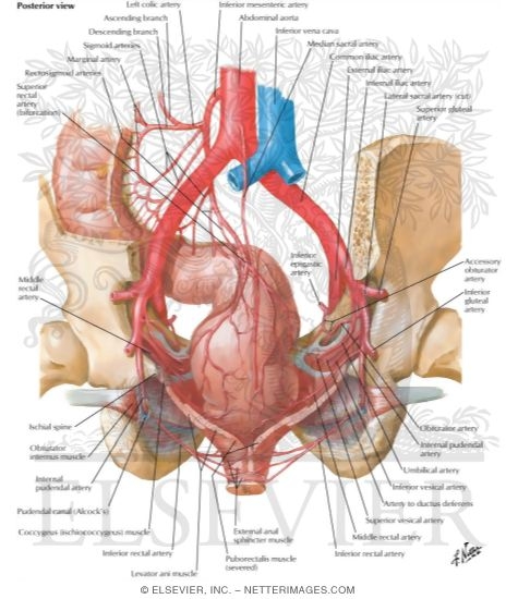 Arteries of Rectum and Anal Canal
Blood Supply of Small and Large Intestine
