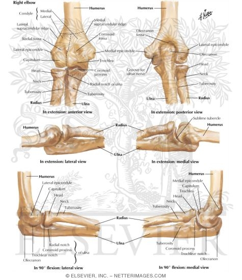 Bones of Elbow