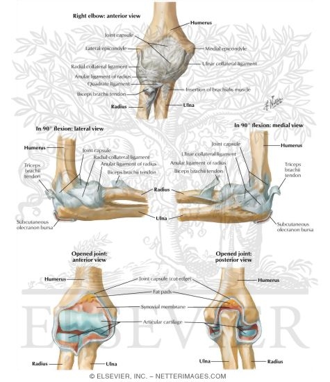 Ligaments Of Elbow Ligaments Of The Right Elbow Joint