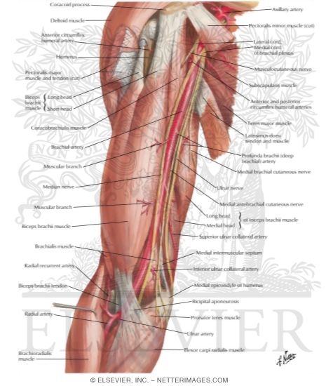 Watermarked preview of labeled image: Brachial Artery In Situ