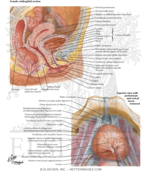 Urinary Bladder: Female
Urinary Bladder: Orientation and Supports