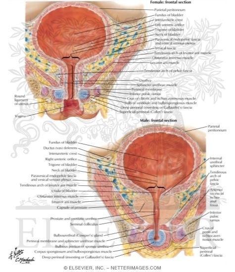 Urinary Bladder: Female and Male