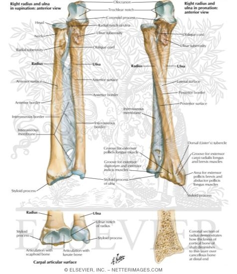 Bone of clearance the forearm