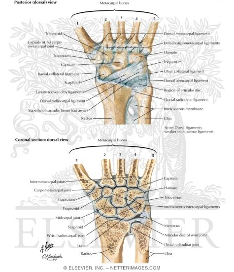 Ligaments Of Wrist Vertical Section Thorugh Wrist Joints Joints