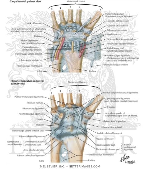 Ligaments of Volar Aspect of Wrist with Transverse Carpal Ligament Removed
Ligaments of Wrist
Joints: Wrist