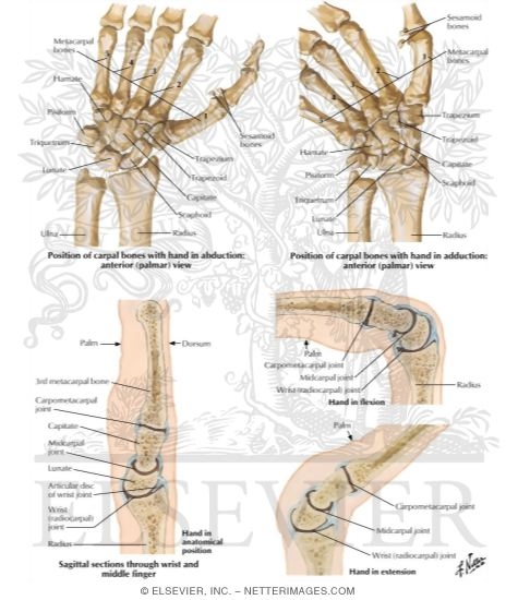 Movements at Wrist Joint
Movements of the Wrist
Movements of Wrist