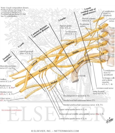 Brachial Plexus: Schema