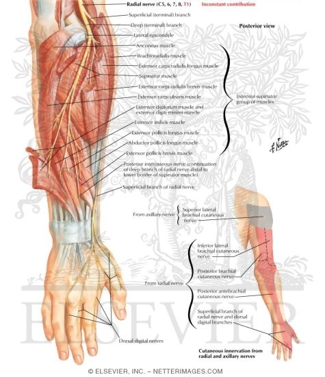 Radial Nerve in Forearm