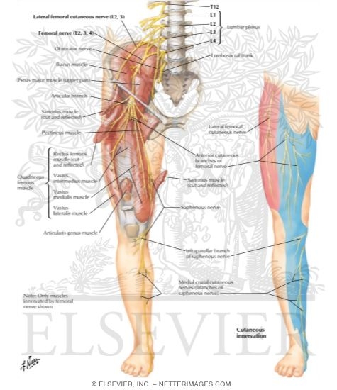 Femoral Nerve and Lateral Femoral Cutaneous Nerves