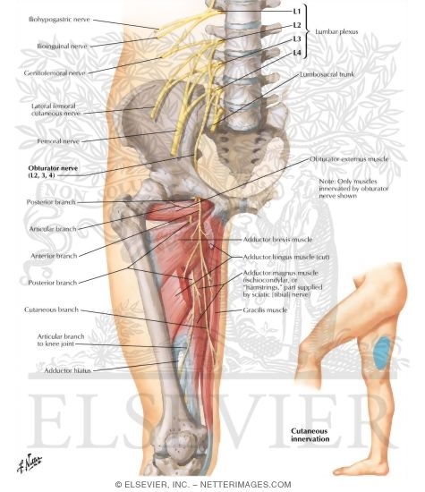 Watermarked preview of labeled image: Obturator Nerve