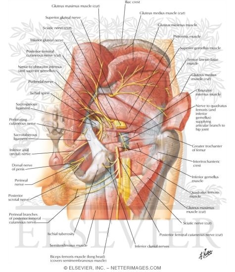 Nerves of Buttock