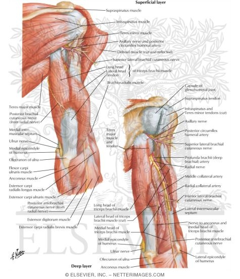 Arm Muscles With Portions of Arteries and Nerves
Muscles of Arm: Posterior View