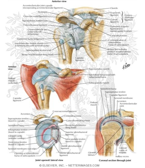 Shoulder: Glenohumeral Joint