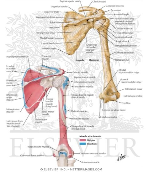 Humerus and Scapula: Posterior Views