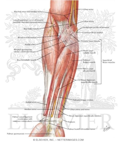 antebrachium