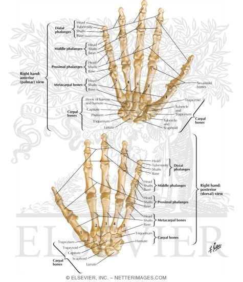 Bones of Wrist and Hand