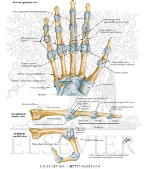 Metacarpophalangeal and Interphalangeal Ligaments
Metacarpophalangeal and Interphalangeal Joints