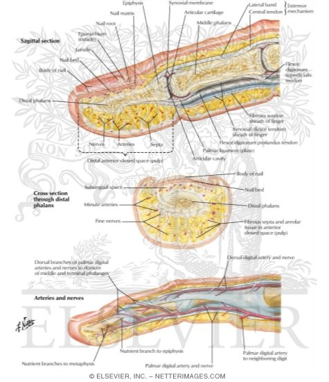 Sectional Anatomy:  Fingers