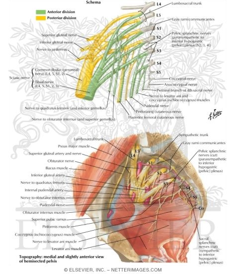 Watermarked preview of labeled image: Sacral and Coccygeal Plexuses