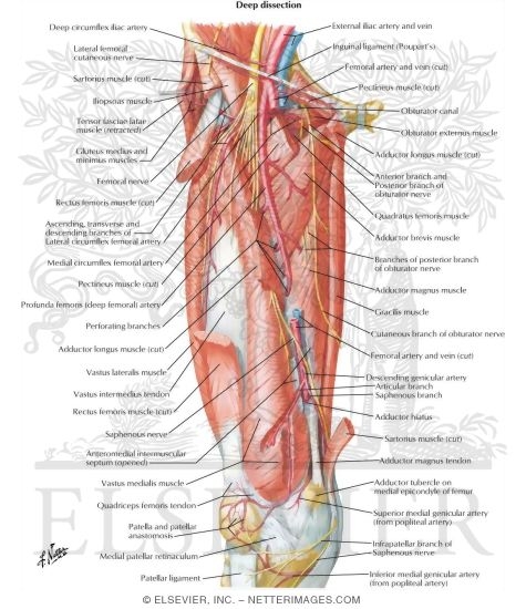 Watermarked preview of labeled image: Arteries and Nerves of Thigh: Deep Dissection (anterior view)Arteries and Nerves of Thigh: Anterior Views