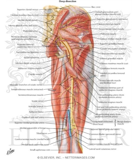 Watermarked preview of labeled image: Arteries and Nerves of Thigh: Deep Dissection (posterior view)
Arteries and Nerves of Thigh: Posterior View