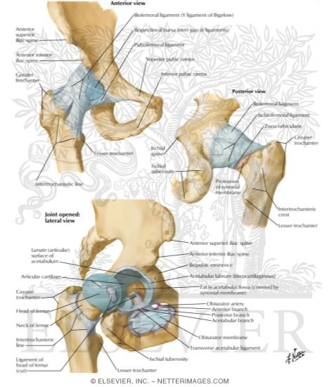 Watermarked preview of labeled image: Hip Joint
