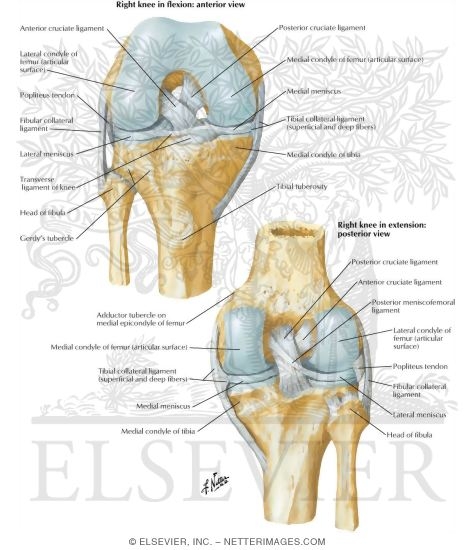 Cruciate and Collateral Ligaments of Right Knee Joint
Knee: Cruciate and Collateral Ligaments