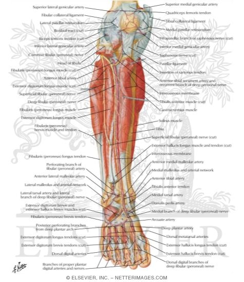 Muscles, Arteries, and Nerves of Leg: Deep Dissection (anterior view)
Muscles of Leg (Deep Dissection): Anterior View