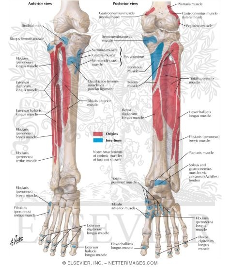Bony Attachments of Muscles of Leg
Attachments of Muscles of Leg