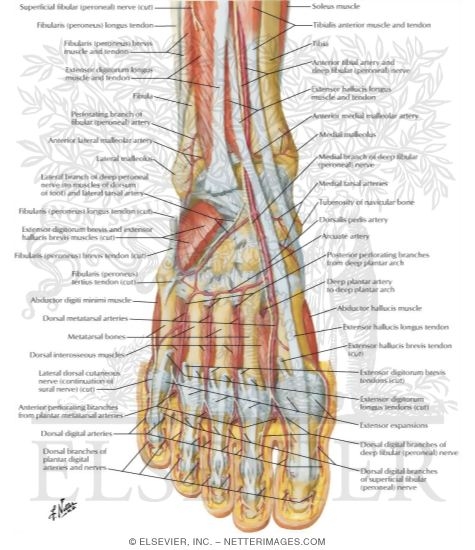 Watermarked preview of labeled image: Muscles, Arteries, and Nerves of Front of Ankle and Dorsum of Foot: Deeper Dissection
Dorsum of Foot: Deep Dissection