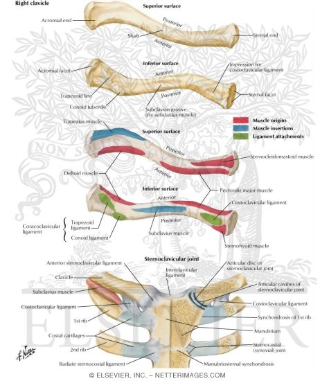 Clavicle 