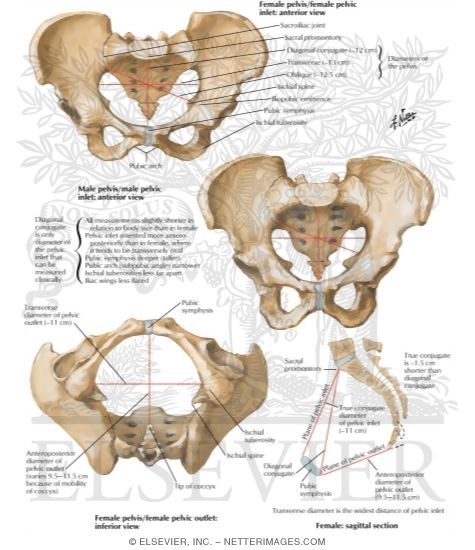 Sex Differences of Pelvis: Measurements