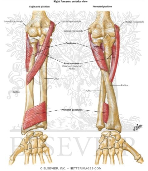 Watermarked preview of labeled image: Individual Muscles of Forearm: Rotators of Radius
