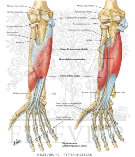 Individual Muscles of Forearm: Flexors of Digits