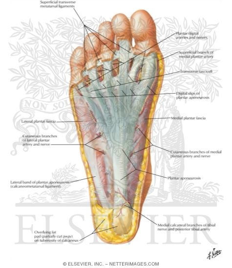 Watermarked preview of labeled image: Sole of Foot: Superficial Dissection