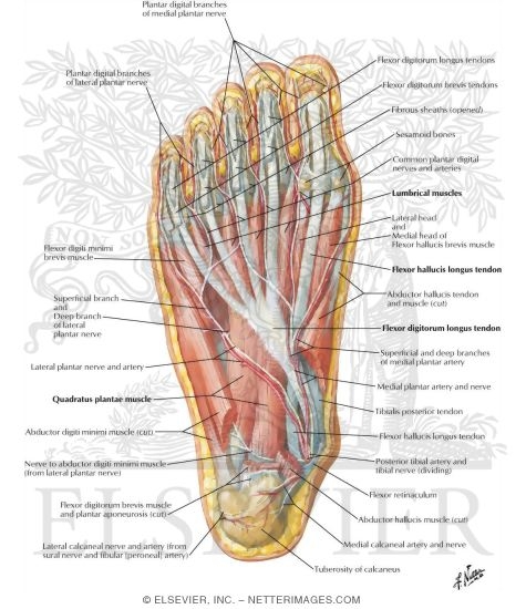 Muscles of Sole of Foot: Second Layer