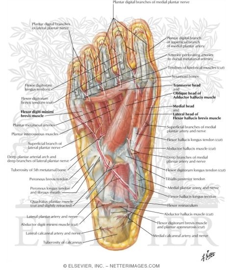 Anatomy of bottom foot Amateur hand jobs prostate