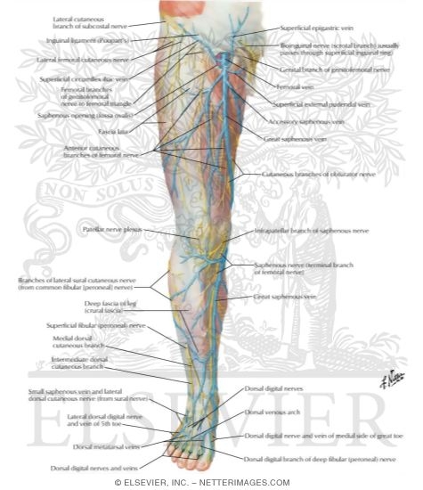Superficial Nerves and Veins of Lower Limb: Anterior View