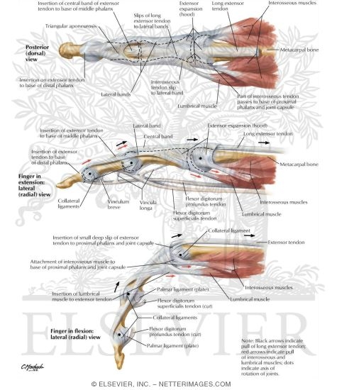 Flexor and Extensor Tendons in Fingers