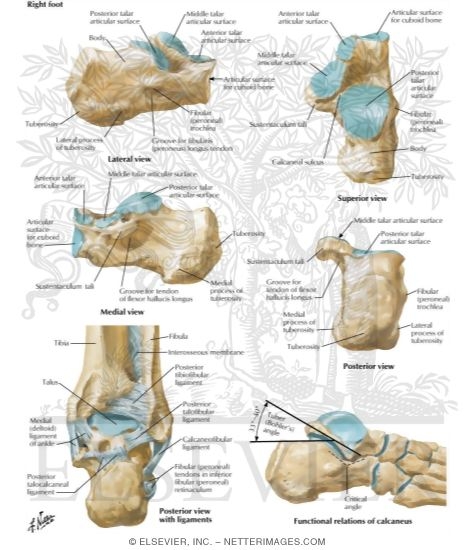 Calcaneus