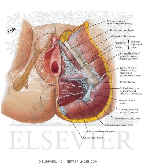 Perineum: Nerves