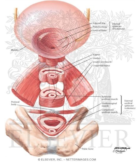 Watermarked preview of labeled image: Sphincters
