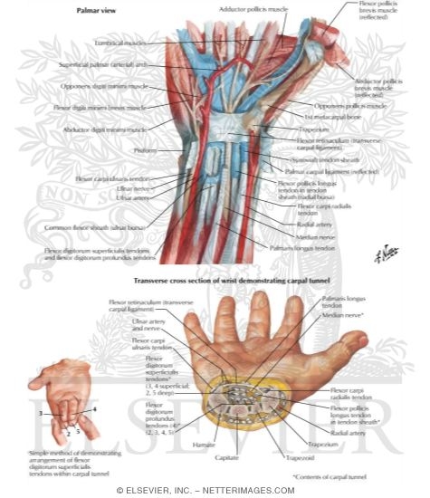 Flexor Tendons, Arteries, and Nerves At Wrist
