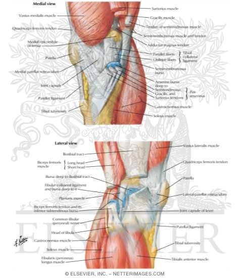 Knee: Lateral and Medial Views