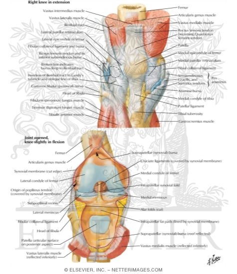 Watermarked preview of labeled image: Knee: Anterior Views