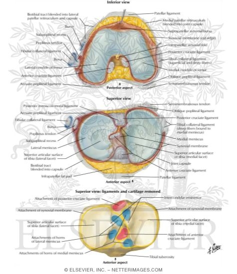 Watermarked preview of labeled image: Knee: Interior