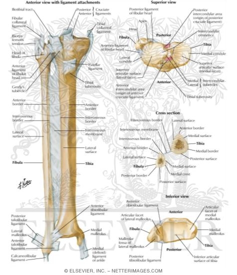 Tibia and Fibula