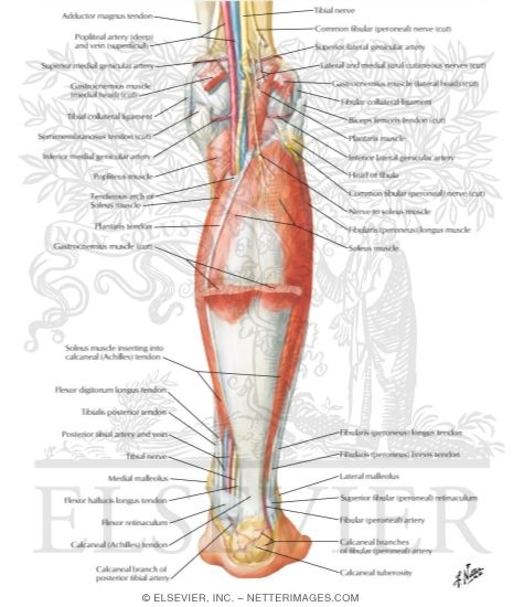 Watermarked preview of labeled image: Muscles of Leg (Intermediate Dissection): Posterior View