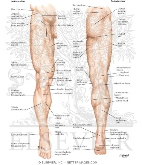 Lower Limb: Surface Anatomy
